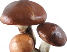 Где растут грибы маслята: описание разновидностей