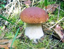 Какие признаки растений есть у грибов